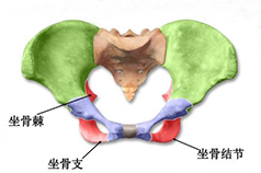 盆底康復(fù)知識科普，你的健康你做主