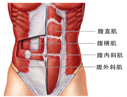 【產(chǎn)后恢復(fù)】跟腹直肌分離有關(guān)的肌肉有哪些呢？