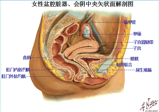 產(chǎn)后盆底康復(fù)|女性盆底主要脹器有哪些？