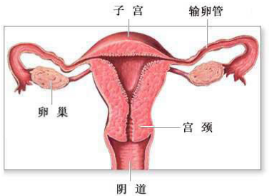 哪些原因會導致陰道松弛？