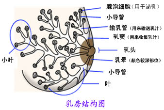 乳房的基本知識，母乳分析很重要