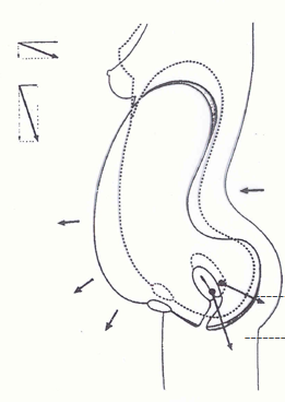 產(chǎn)康者腹直肌分離的理論知識不過關(guān)？你還怎么開展產(chǎn)后項(xiàng)目呢！