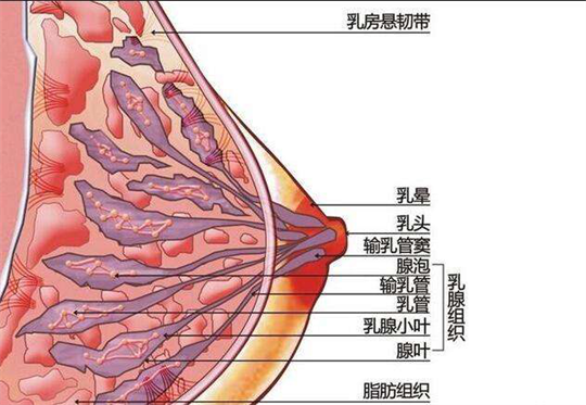 產(chǎn)康儀器如何及時(shí)為產(chǎn)后寶媽進(jìn)行開(kāi)奶、疏通