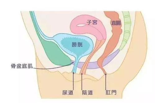 盆底肌修復(fù)儀器|產(chǎn)后盆底肌修復(fù)的知識，你了解多少？