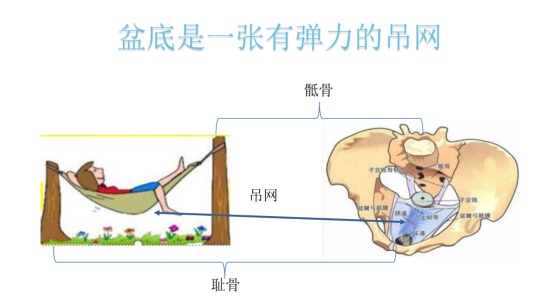 盆底肌修復.JPG