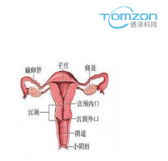 子宮復(fù)舊