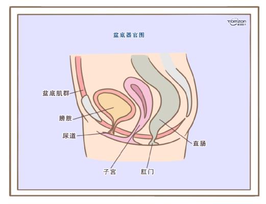 盆底康復(fù)治療儀